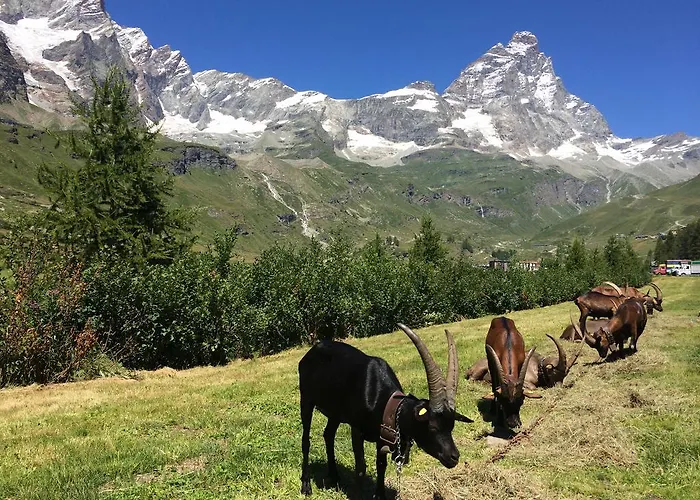 Mignon Breuil-Cervinia