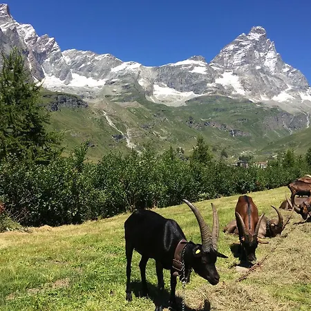 Mignon Breuil-Cervinia